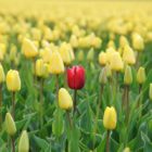 Red tulip among a field of yellow